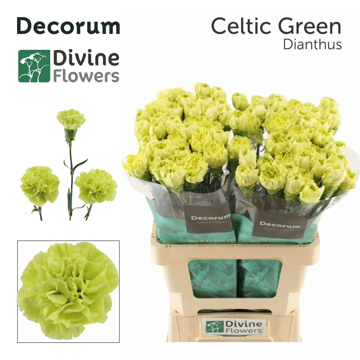 Di Hol. St Celtic Green • 60 cm