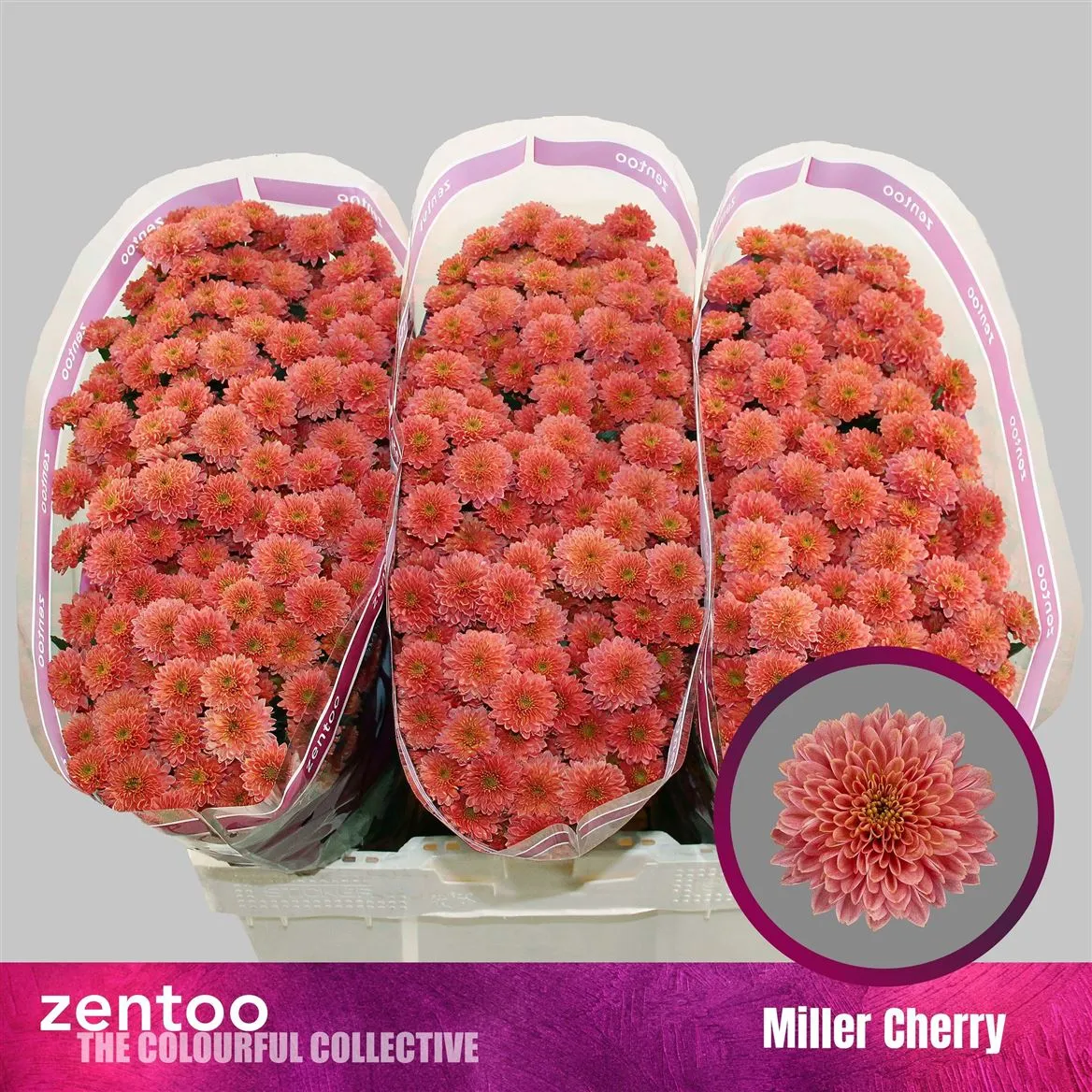 Sant Miller Che Red • 55 cm
