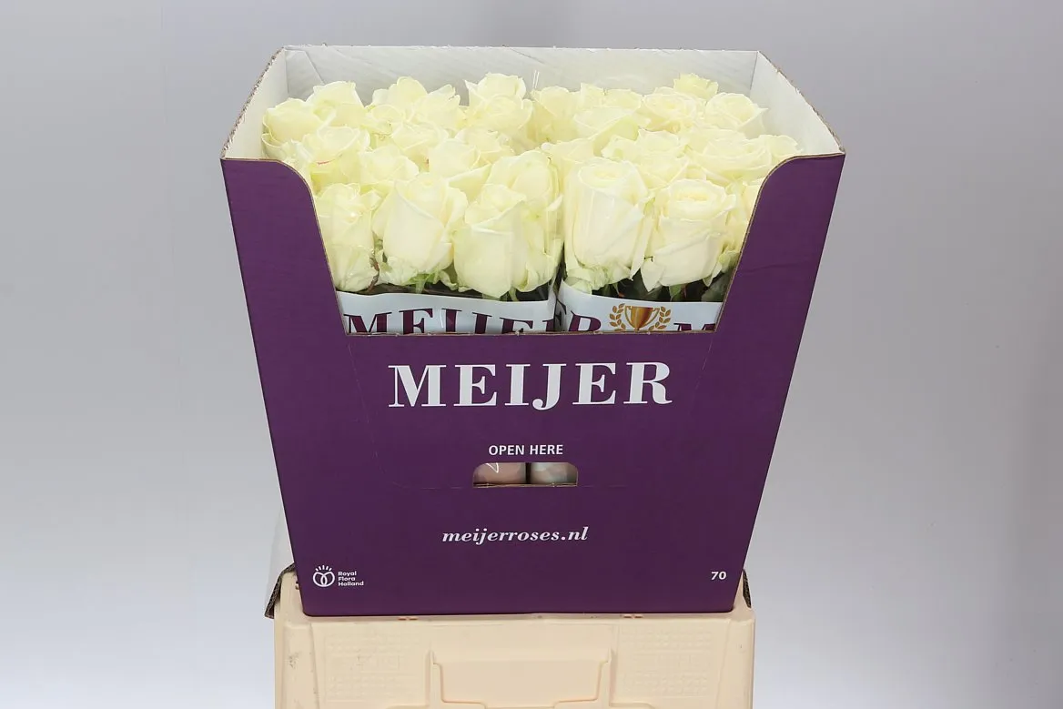 Ruža Avalanche Meijer White • 70 cm