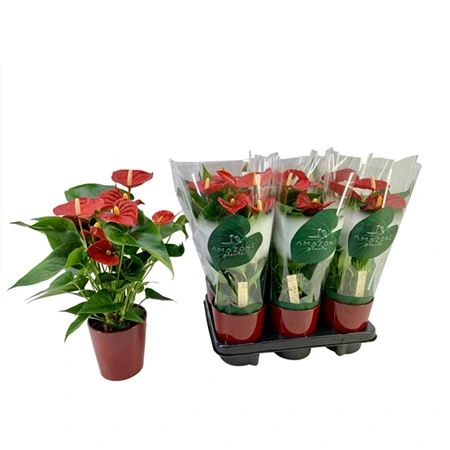 Antúrium Red v keramike • črepník 12 cm