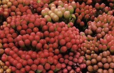 Kaaps Red Brunia • 40 cm