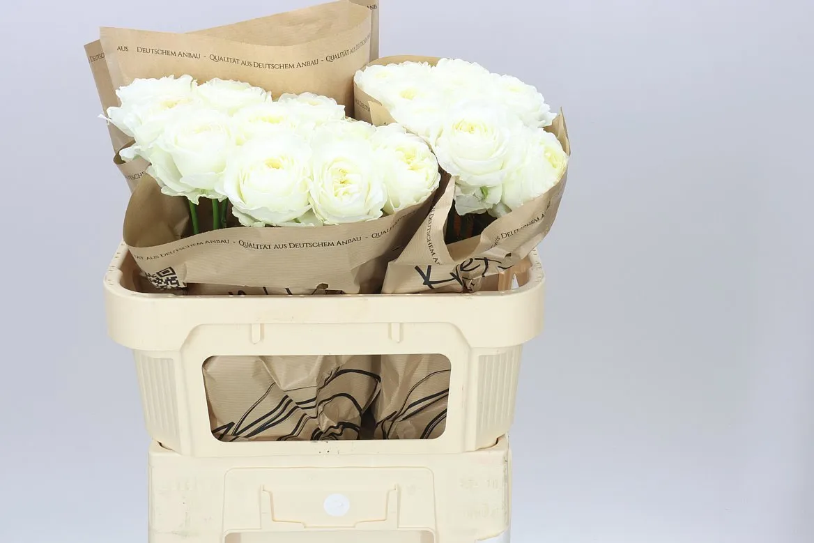 Rosa Gar Lotti+ • 70 cm