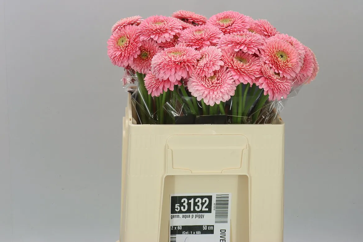Germini Aqua P Piggy • 50 cm
