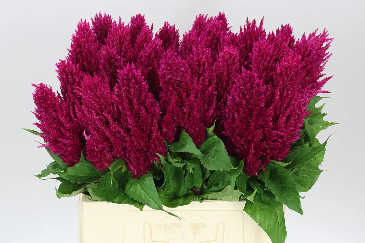 Celosia Pl Century Purple • 60 cm