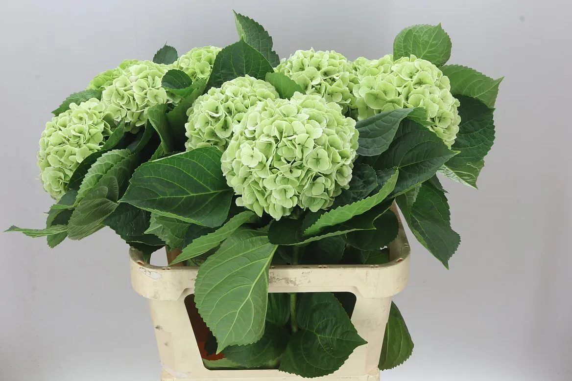 Hyd Matcha Classic • 80 cm