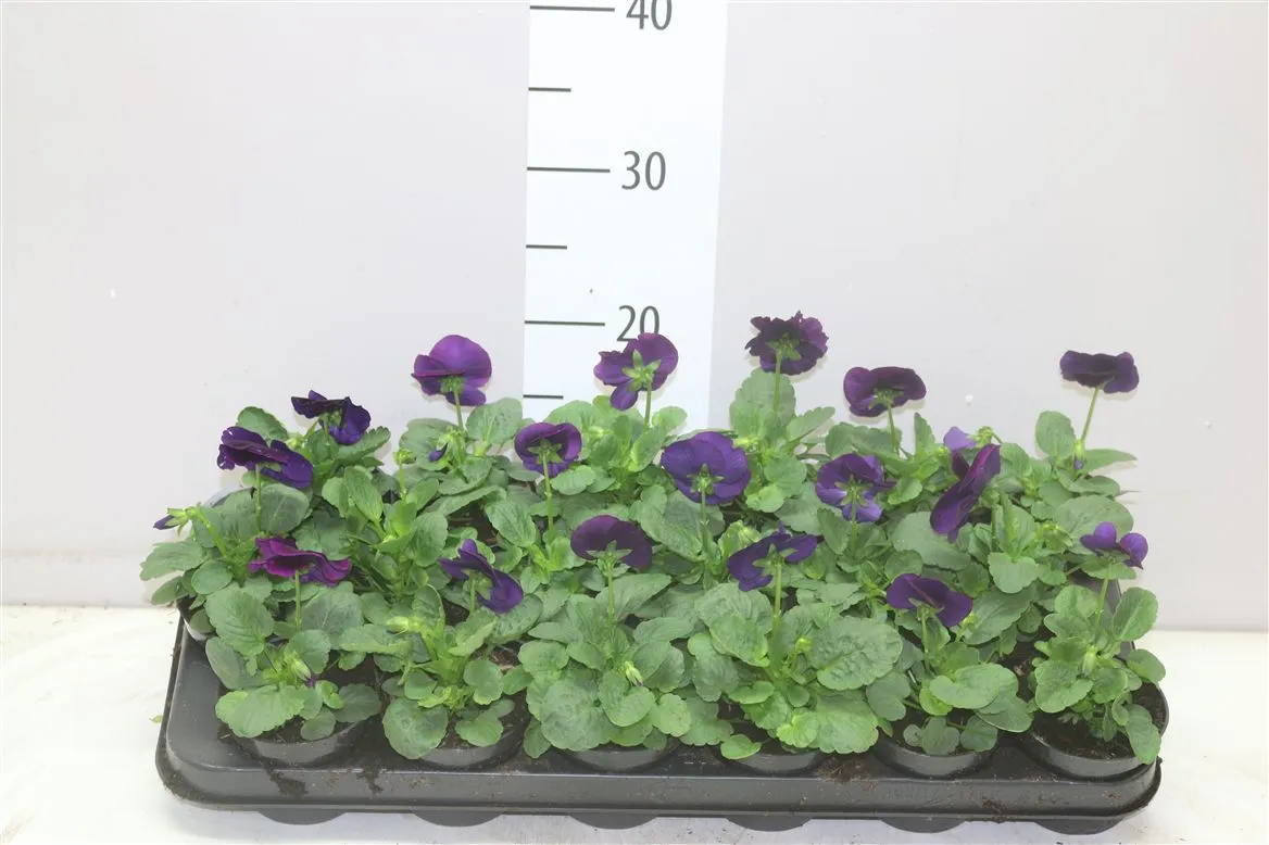 Viola X Wi Delta F1 Neon Violet • črepník 9 cm