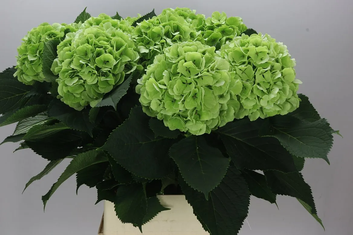 Hydrangea Verena Green Classic • 100 cm