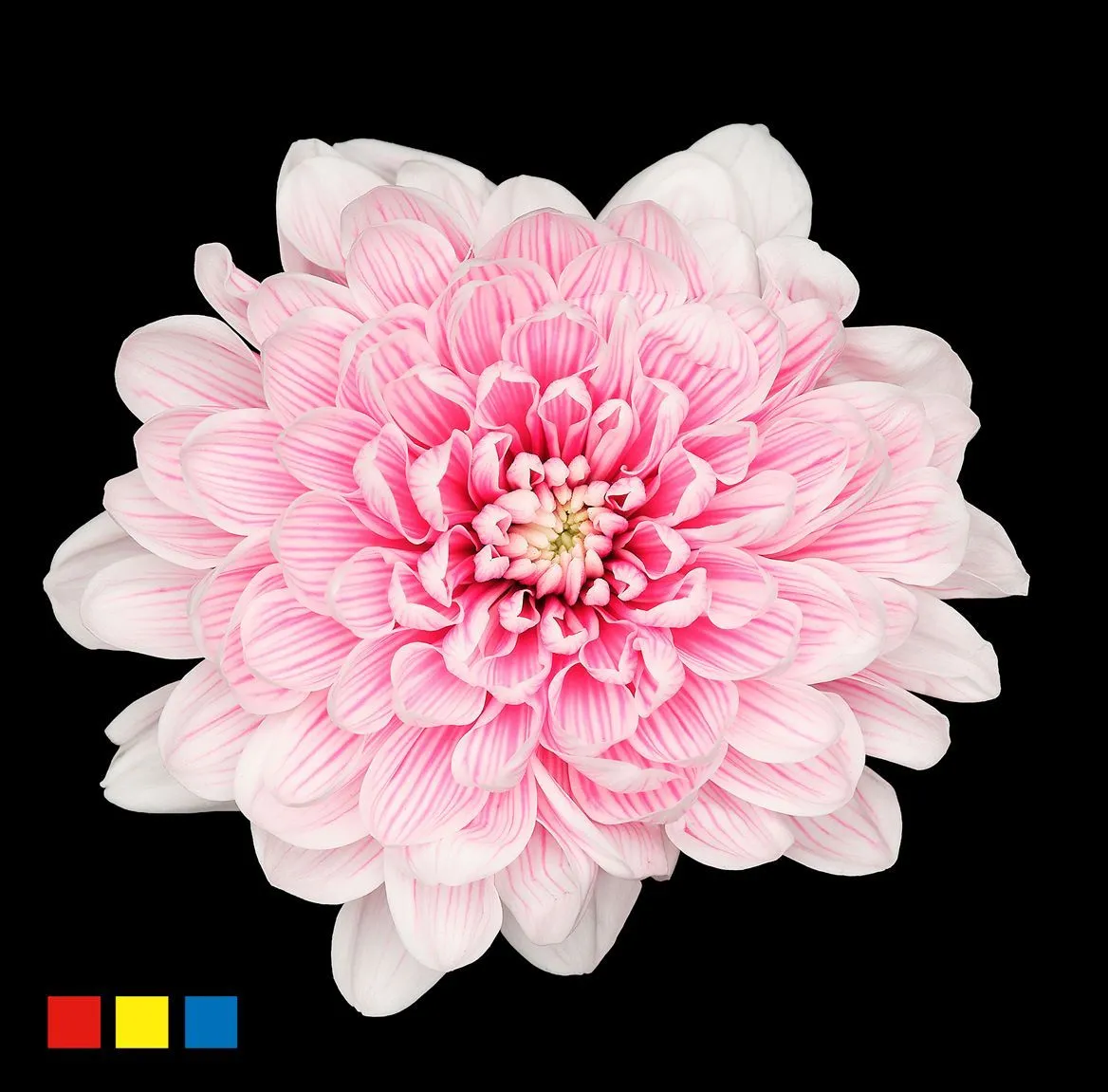Chryzantéma trsová Altaj Red Striped • 70 cm