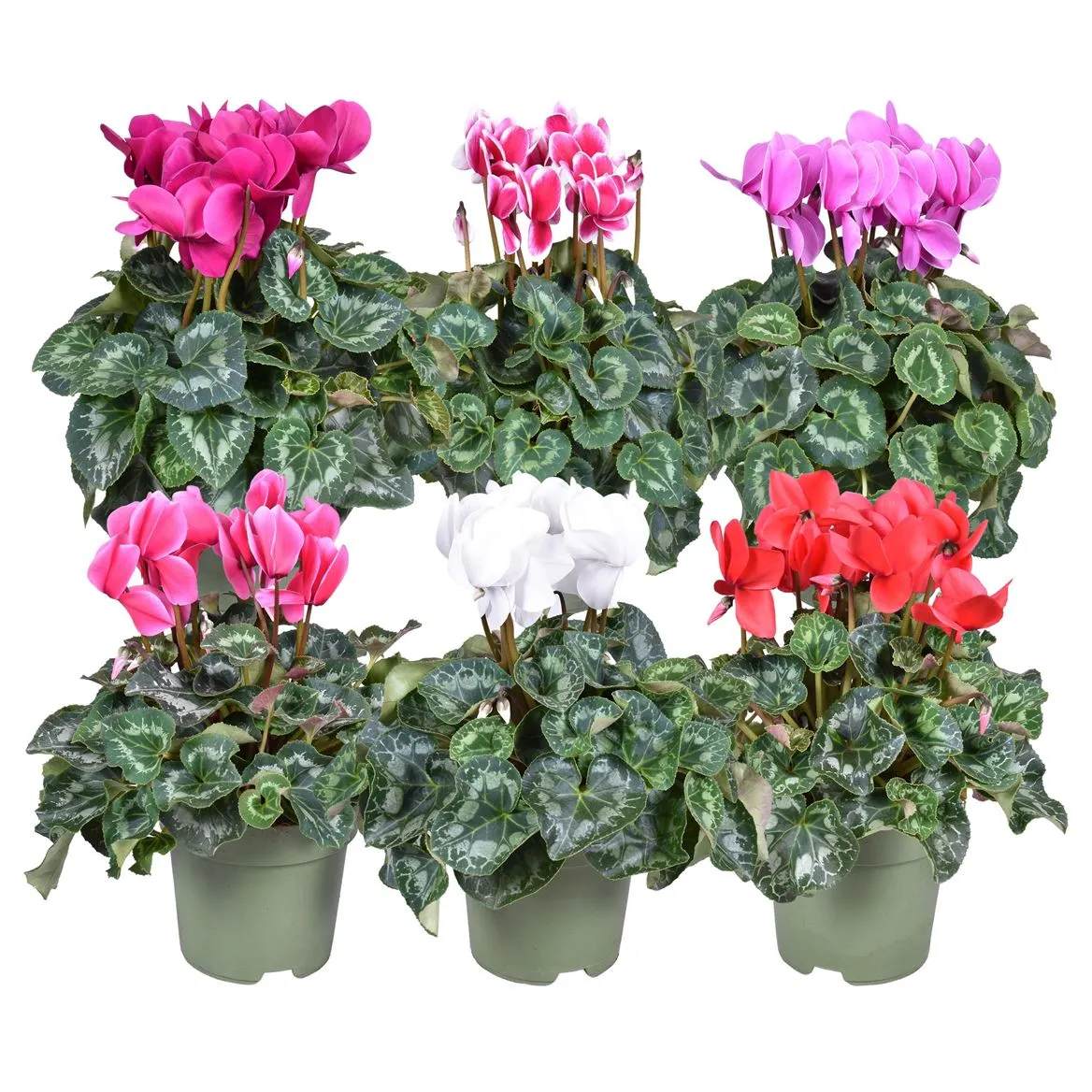 Cyclamen Gr Gemengd • črepník 17 cm