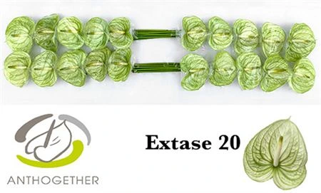 Antúrium Extase