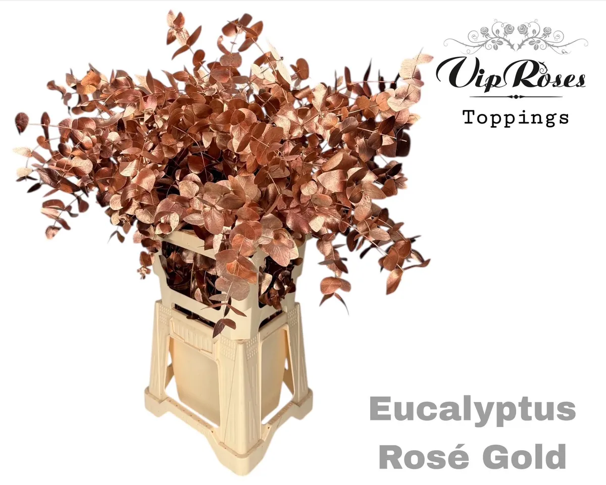 Eukalyptus Cinerea Rosé Gold • 65 cm