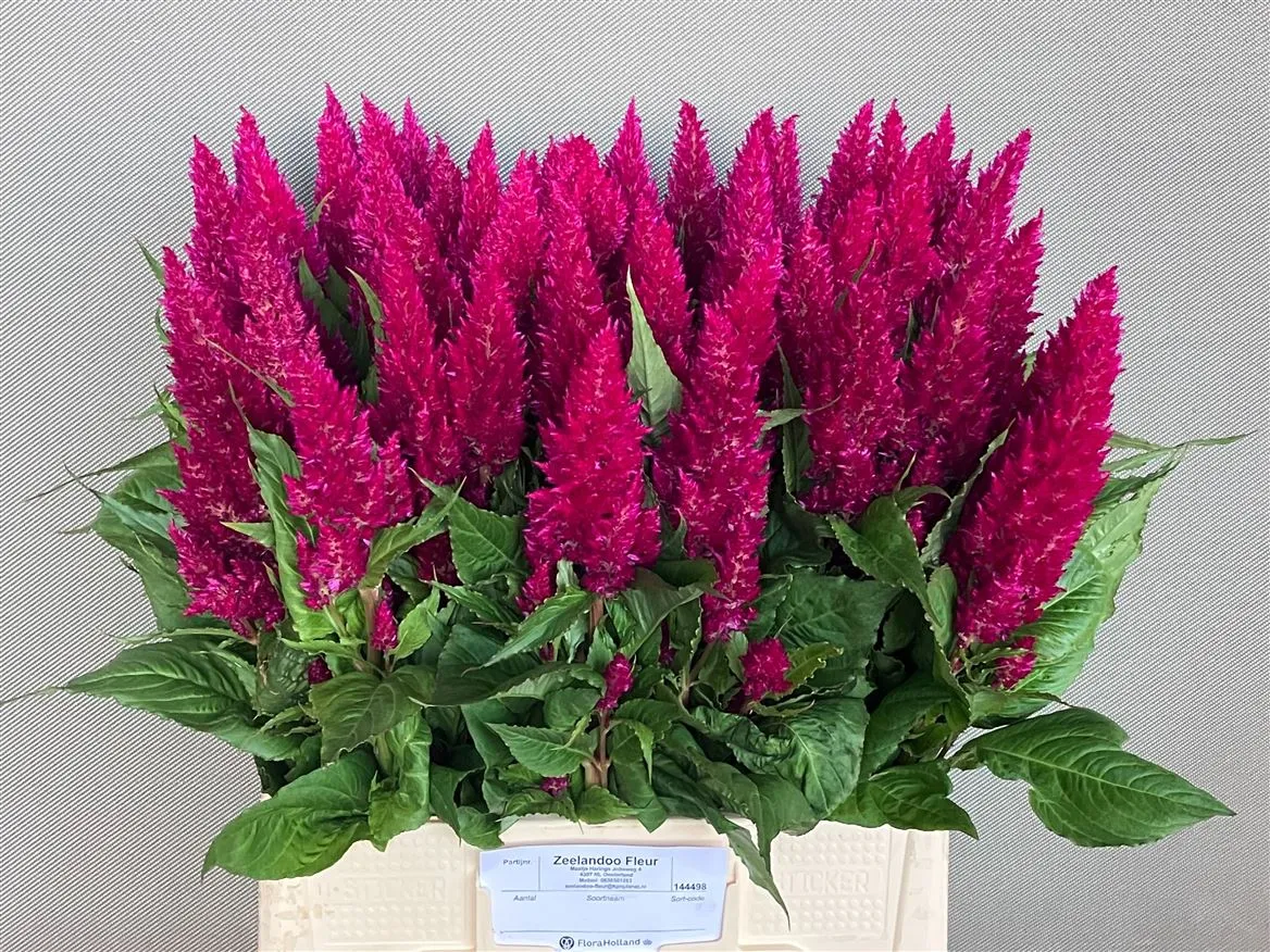 Celosia P Century Paars • 65 cm
