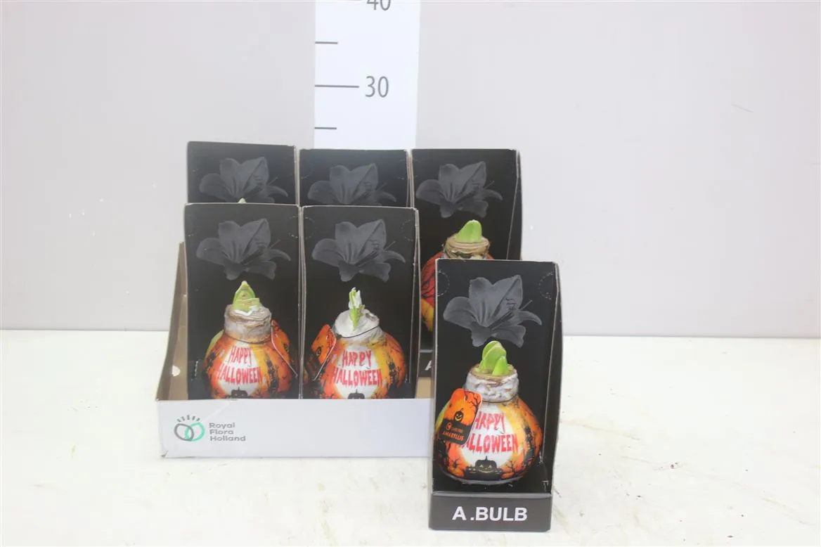 Amarylis Wax Happy Halloween v obale Showdoos