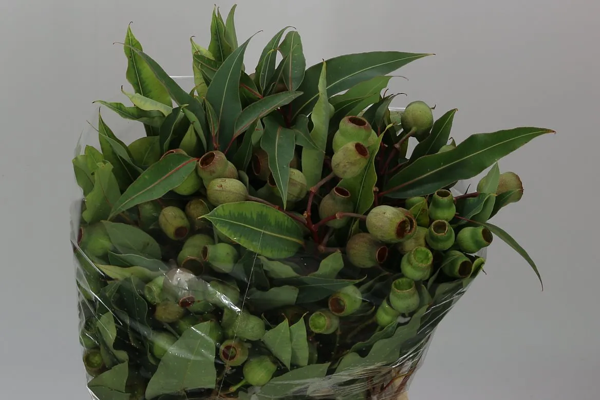Robusta Antiuq • 55 cm