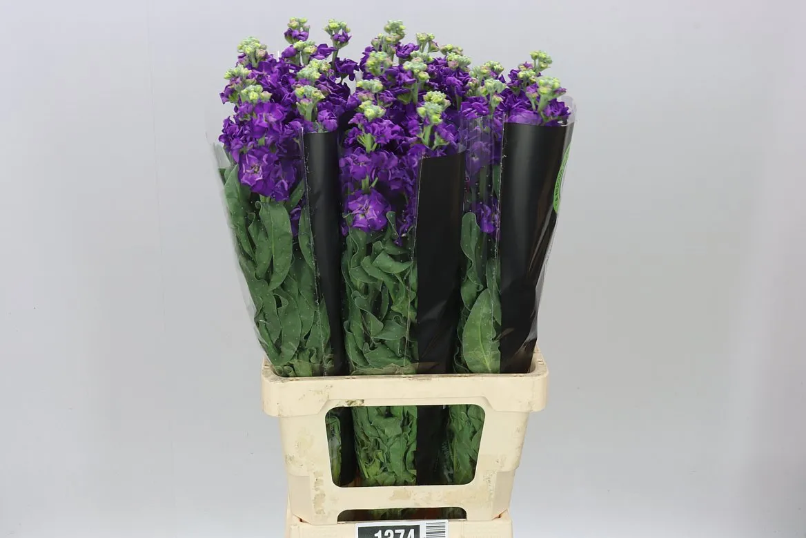 Matthiola Purple It. Imp • 70 cm