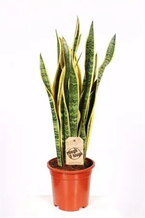Sansevieria Laurentii • črepník 17 cm
