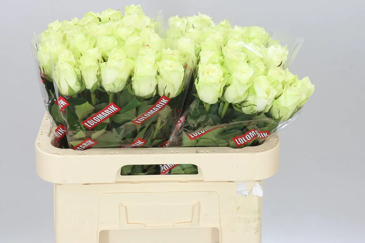 Rosa Gr Athena • 60 cm