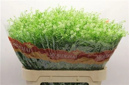 Thlaspi Green Bell • 80 cm