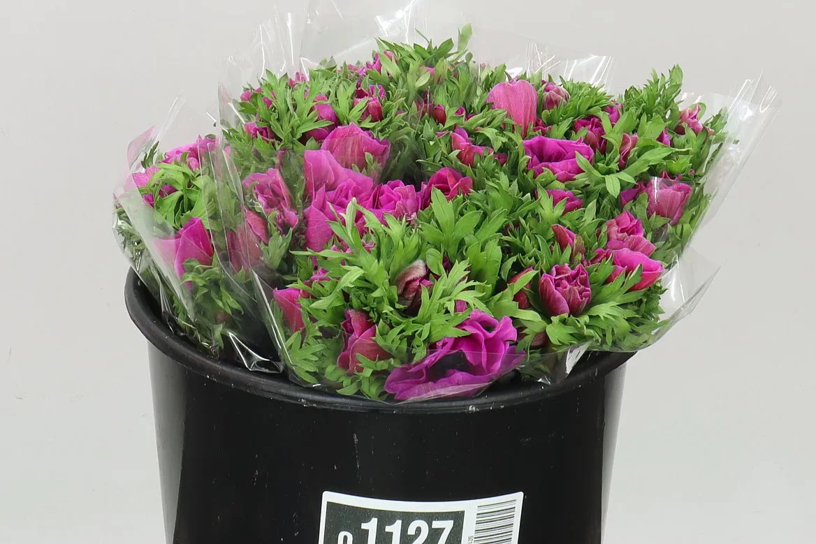 Anemonen Mistral Cerise • 40 cm