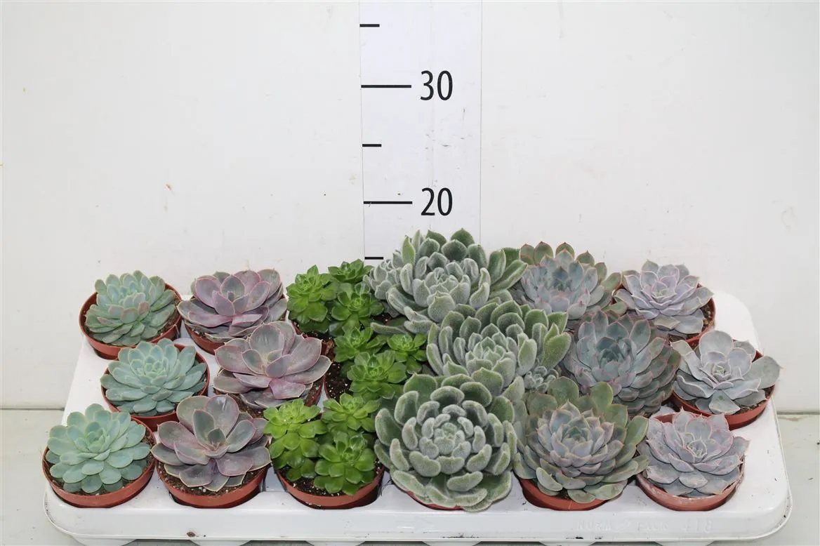 Echeveria mix • črepník 8,5 cm