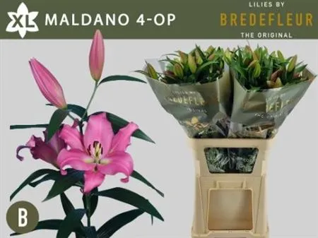 Lil Or Maldano • 95 cm