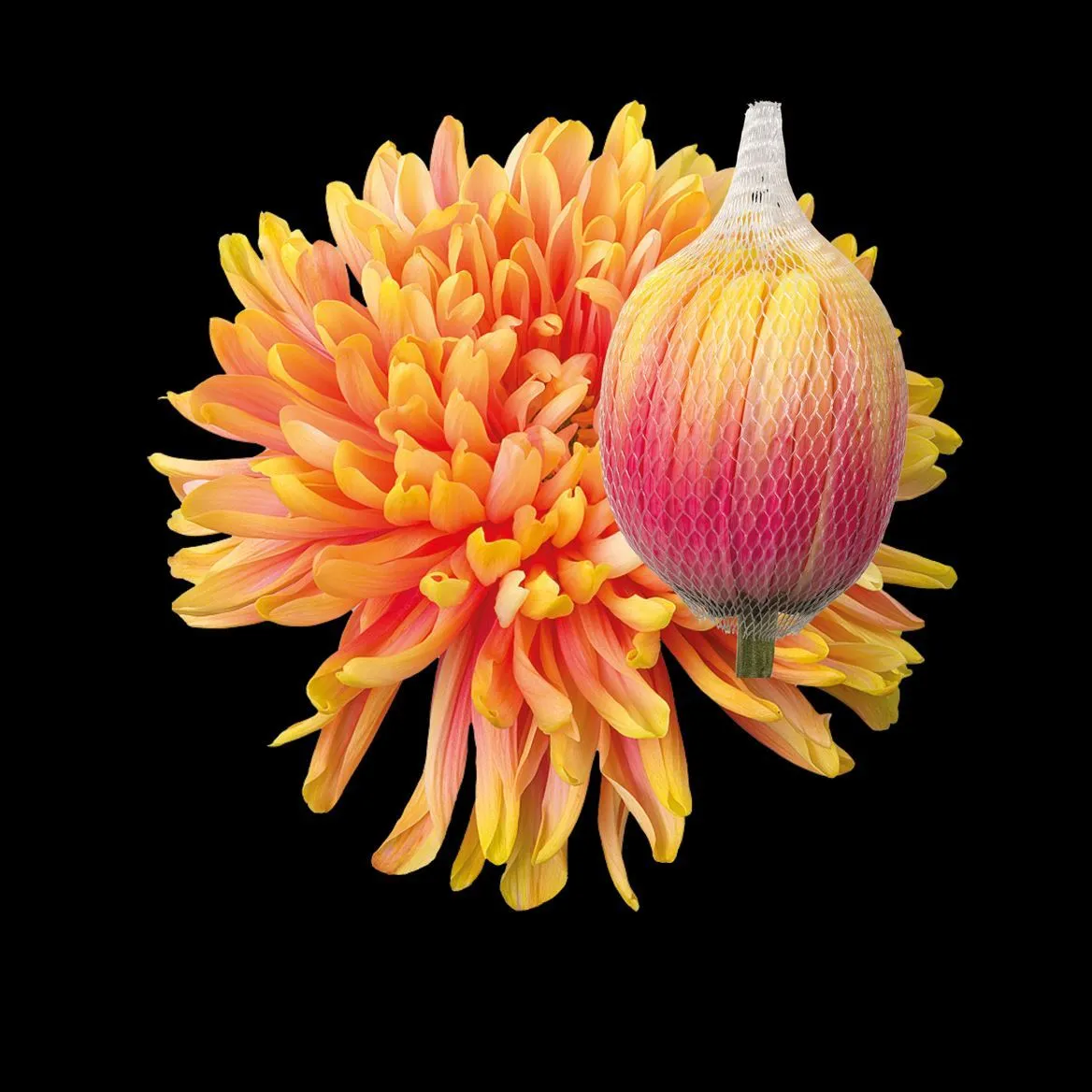 Chryzantéma veľkokvetá Antonov Sunshine • 70 cm