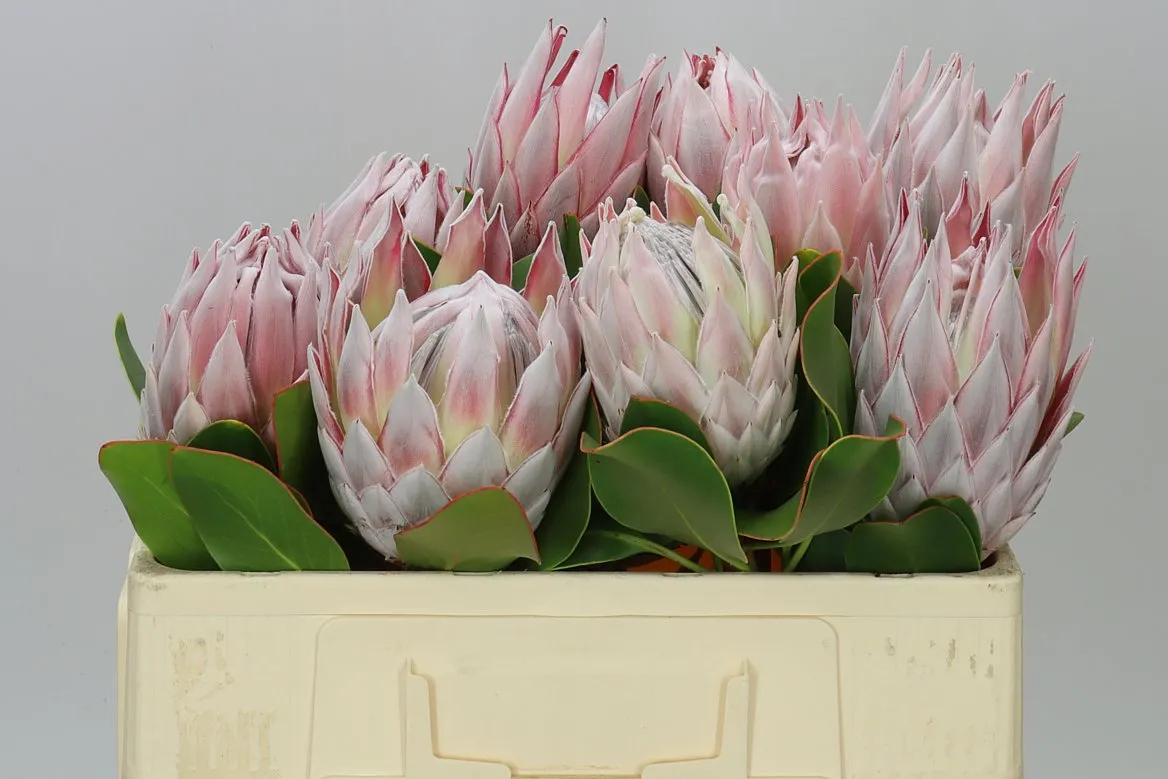 Protea Cynaroides • 50 cm