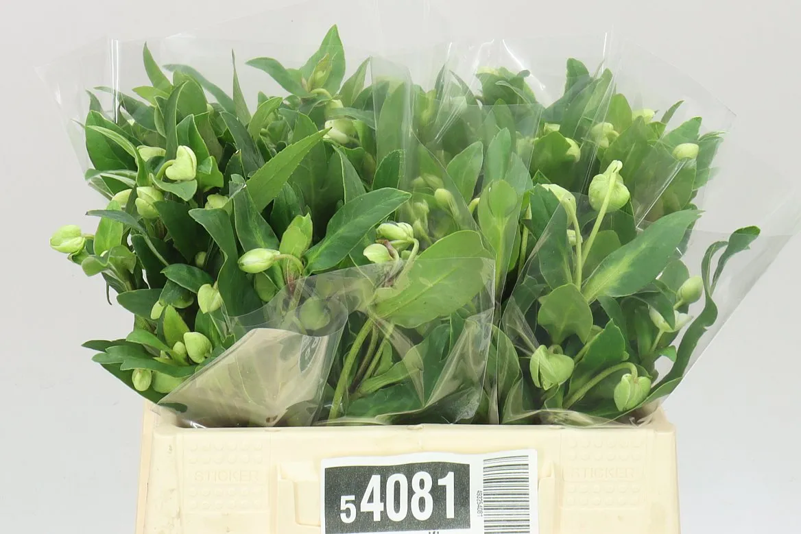 Helleborus Magnificent Bells • 35 cm