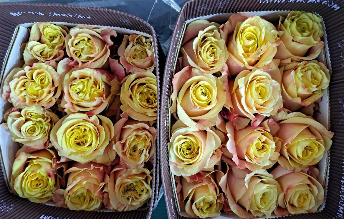 Rosa Gr Ec Wild Crown • 50 cm