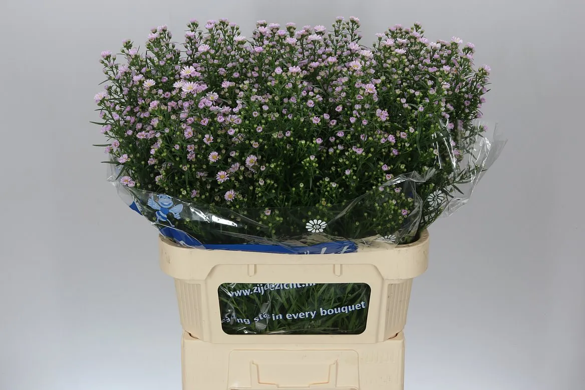 Aster Claudia • 80 cm