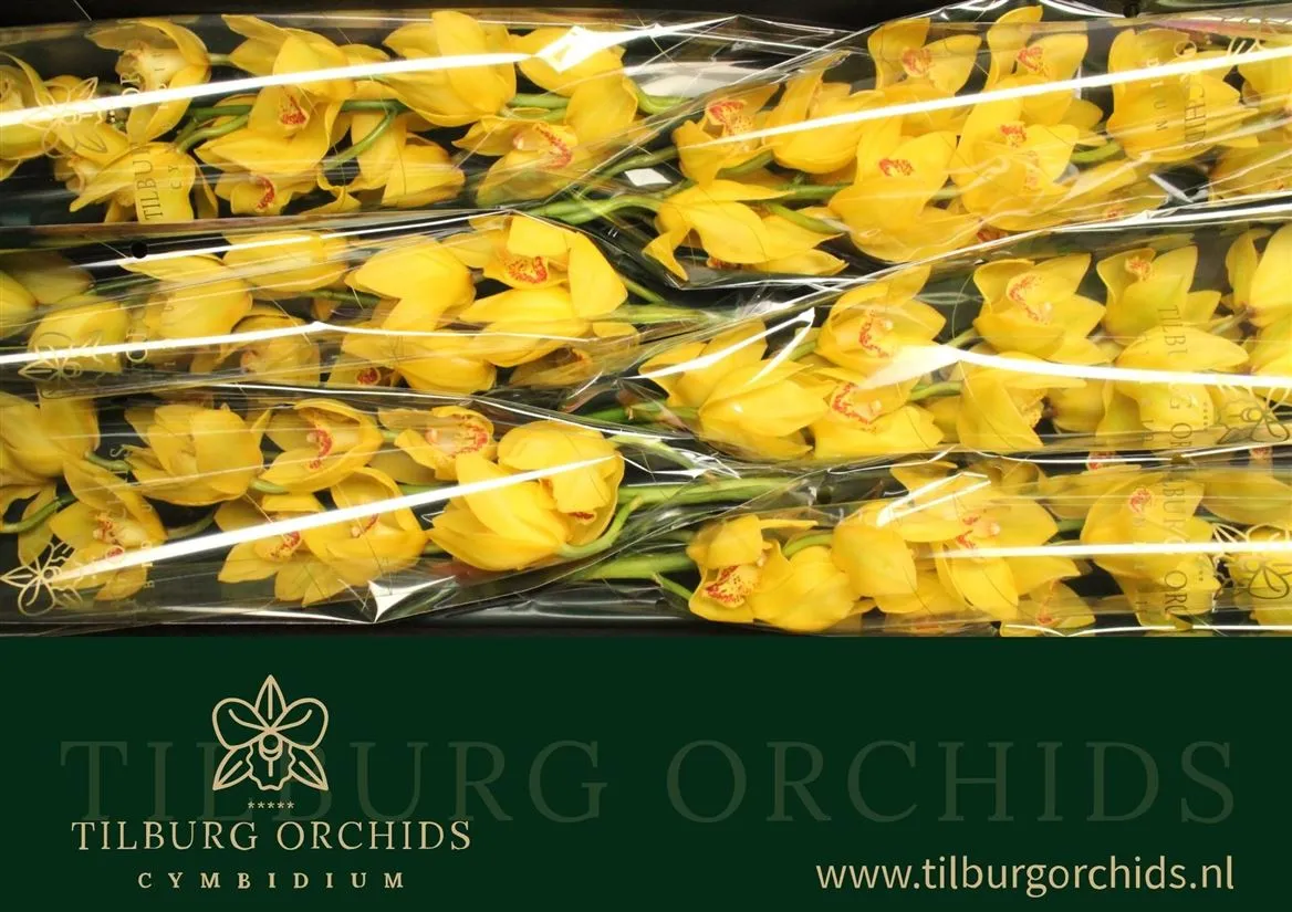 Orchidea Cymbidium T Gold Treasure • 80 cm
