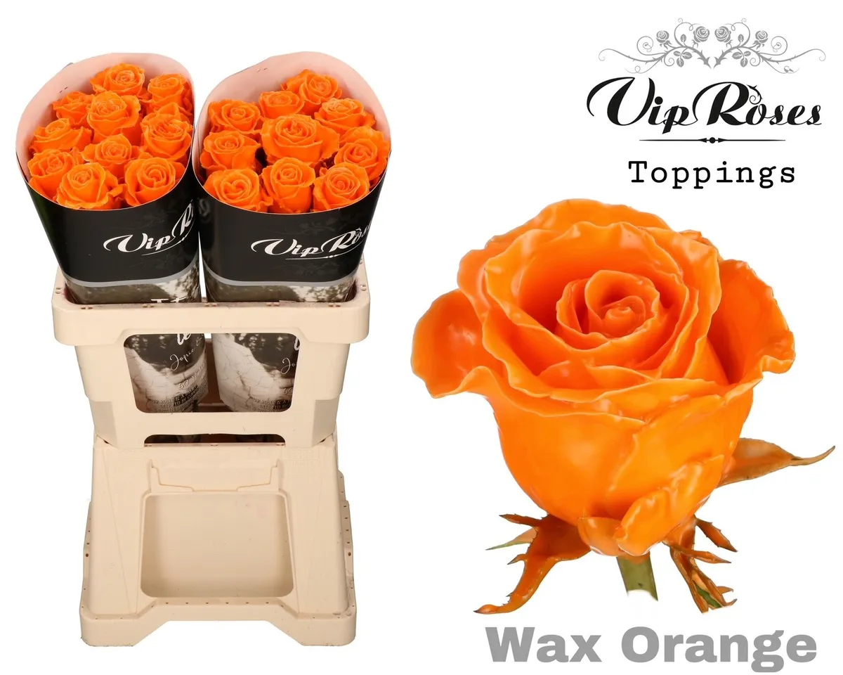 Ruža Wax Orange X20 • 70 cm