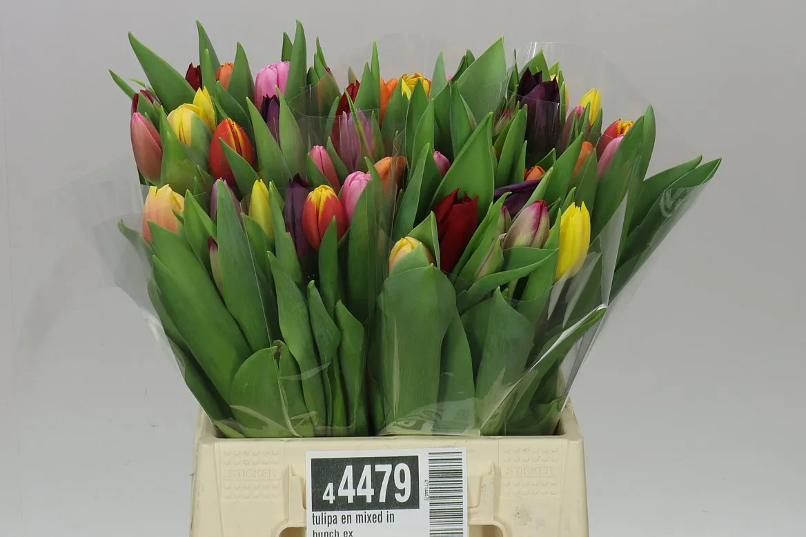 Tulipán jednoduchý mix vo zväzku • 40 cm
