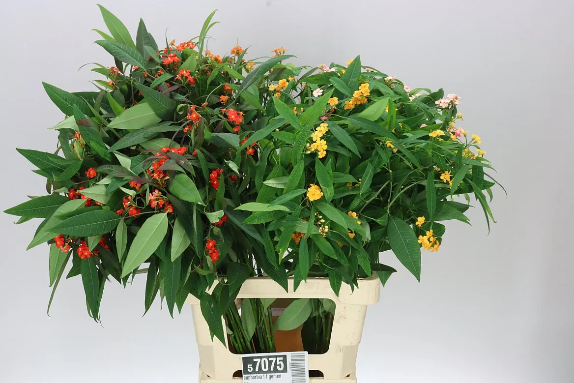 Euphorbia F T mix • 70 cm