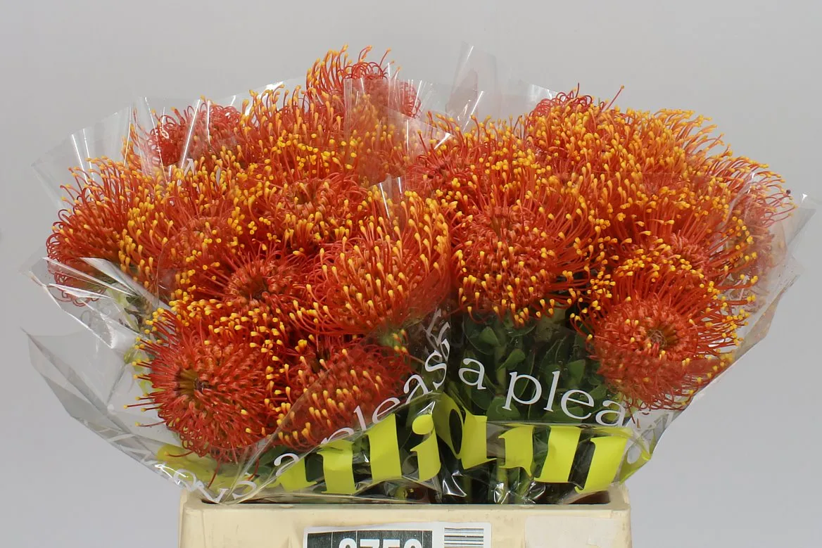 Leucospermum Gold Dust • 40 cm
