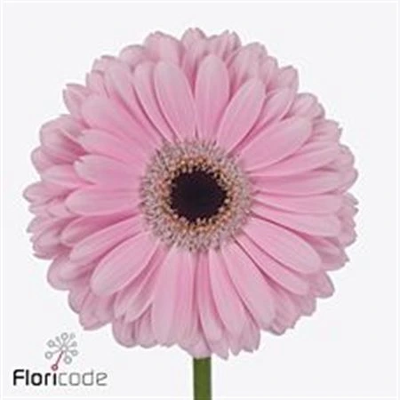 Gerbera Alison • 45 cm