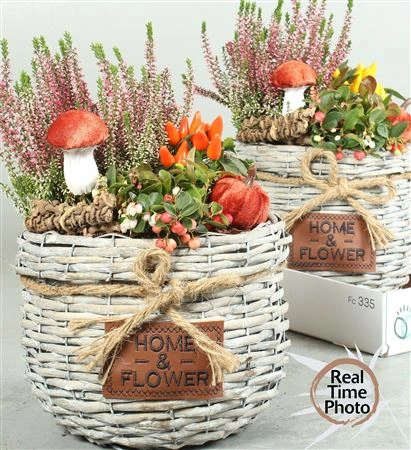 Arr Tuinplanten v prútenom košíku Met Touwstrik X • črepník 25 cm