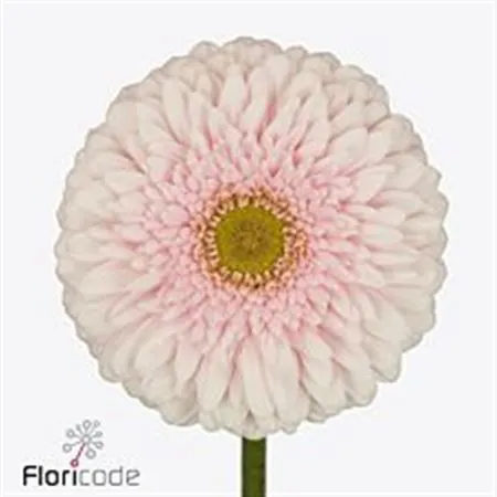 Gerb Pomp Big One • 45 cm