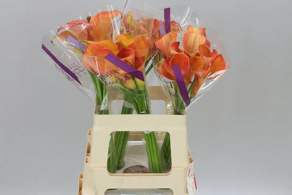 Kala Orange Pride • 60 cm