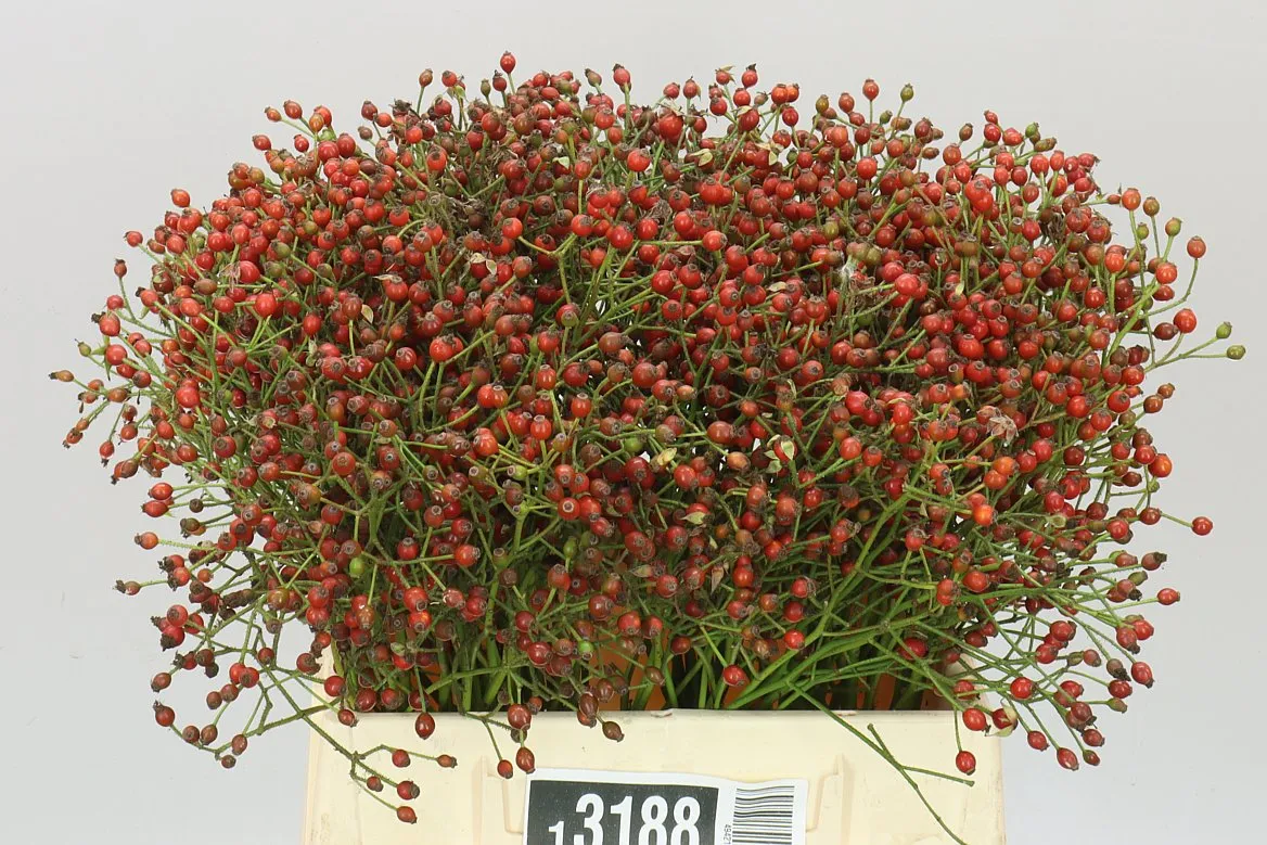 Rozenbottel Mag Red Cascade • 40 cm