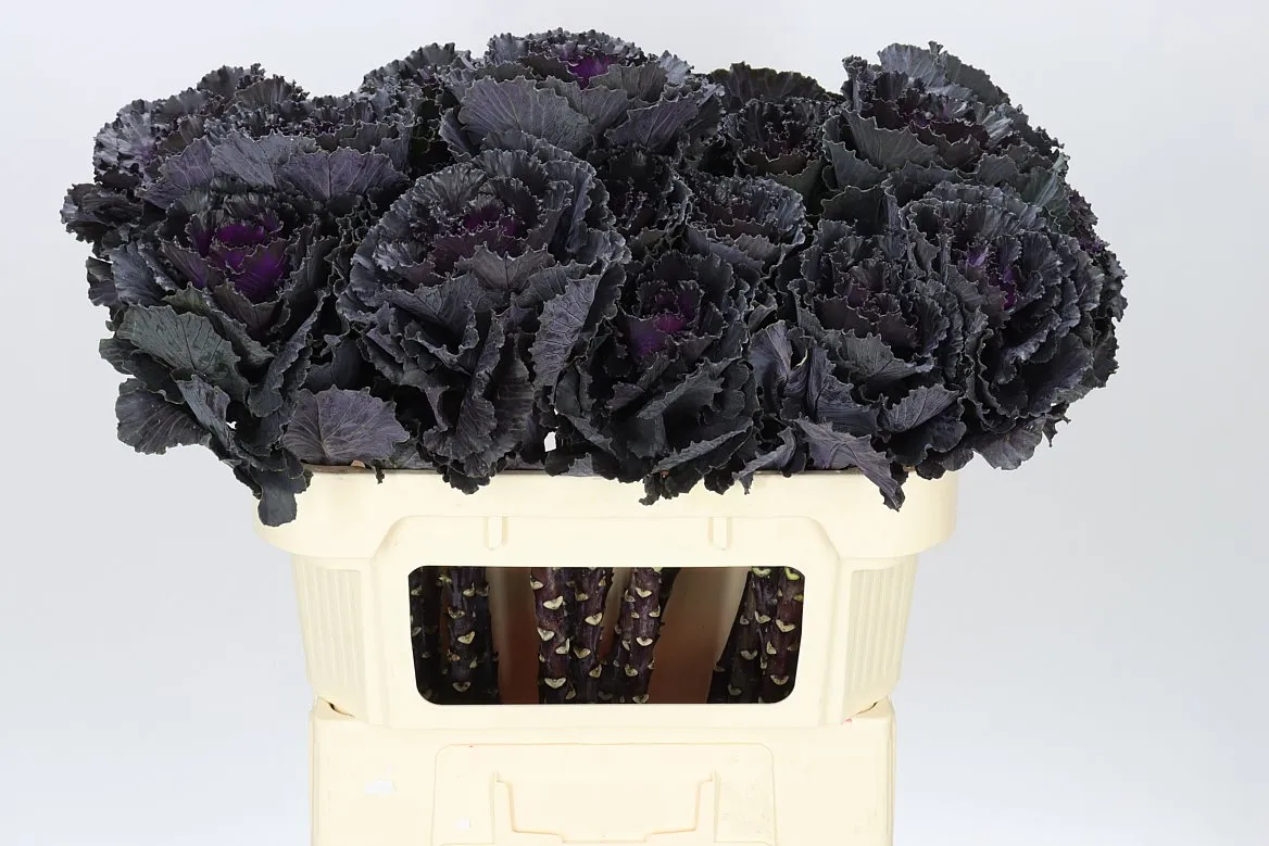 Brassica Black Leaf • 70 cm