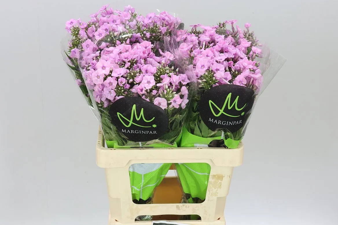 Phlox P Pink Eyes • 60 cm
