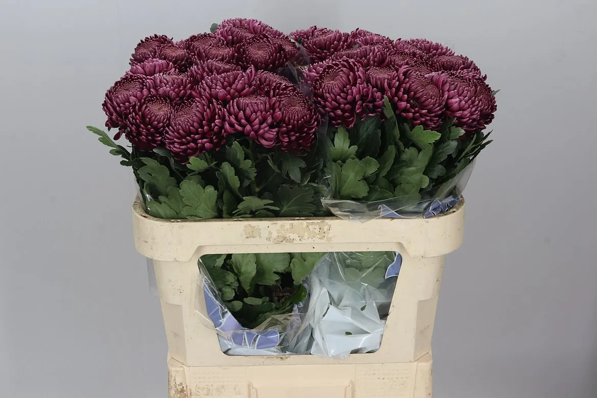 Chryzantéma veľkokvetá Bigoudi Purple • 70 cm