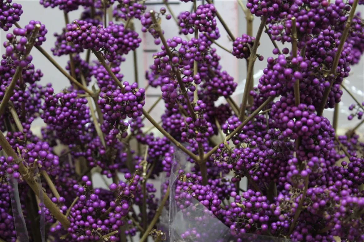 Callicarpa Bod Profusion • 100 cm