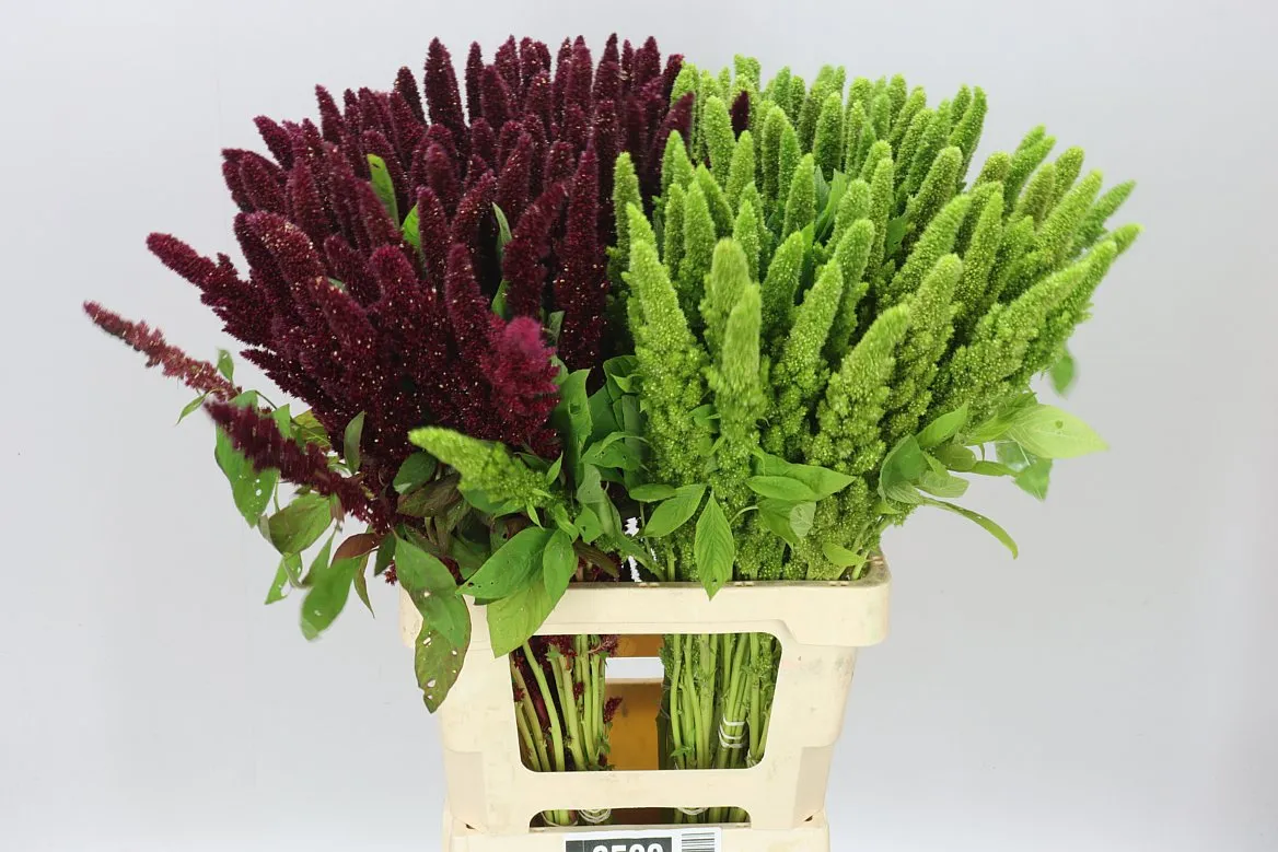 Amaranthus Standing Red/green Mix • 65 cm