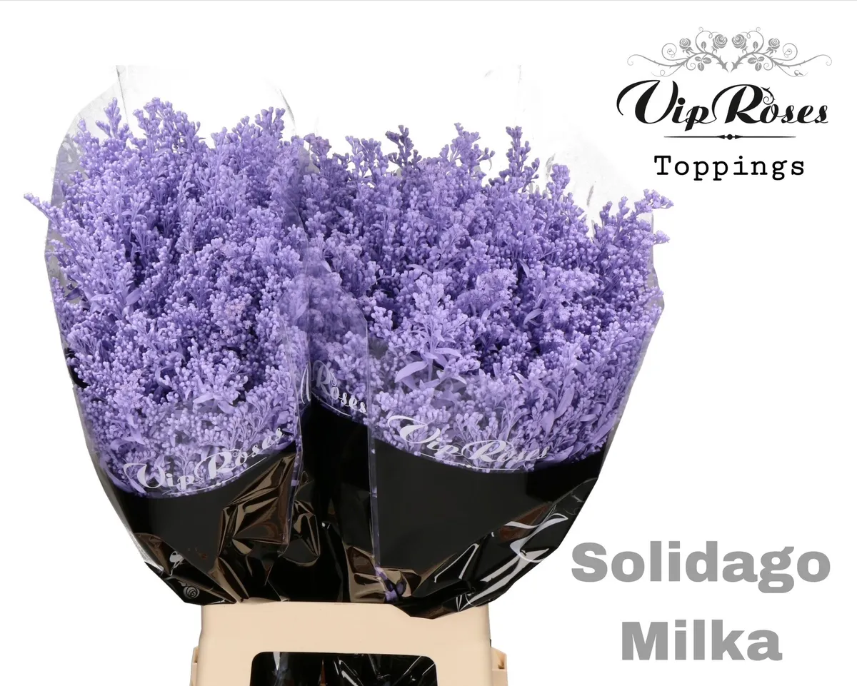 Solidago Milka • 70 cm