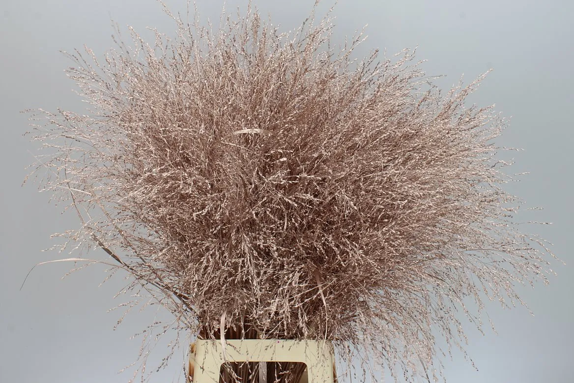 Panicum farbené Champagne • 90 cm