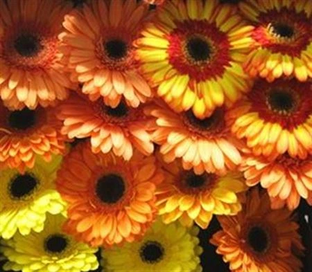 Gerbera mix Orange • 45 cm