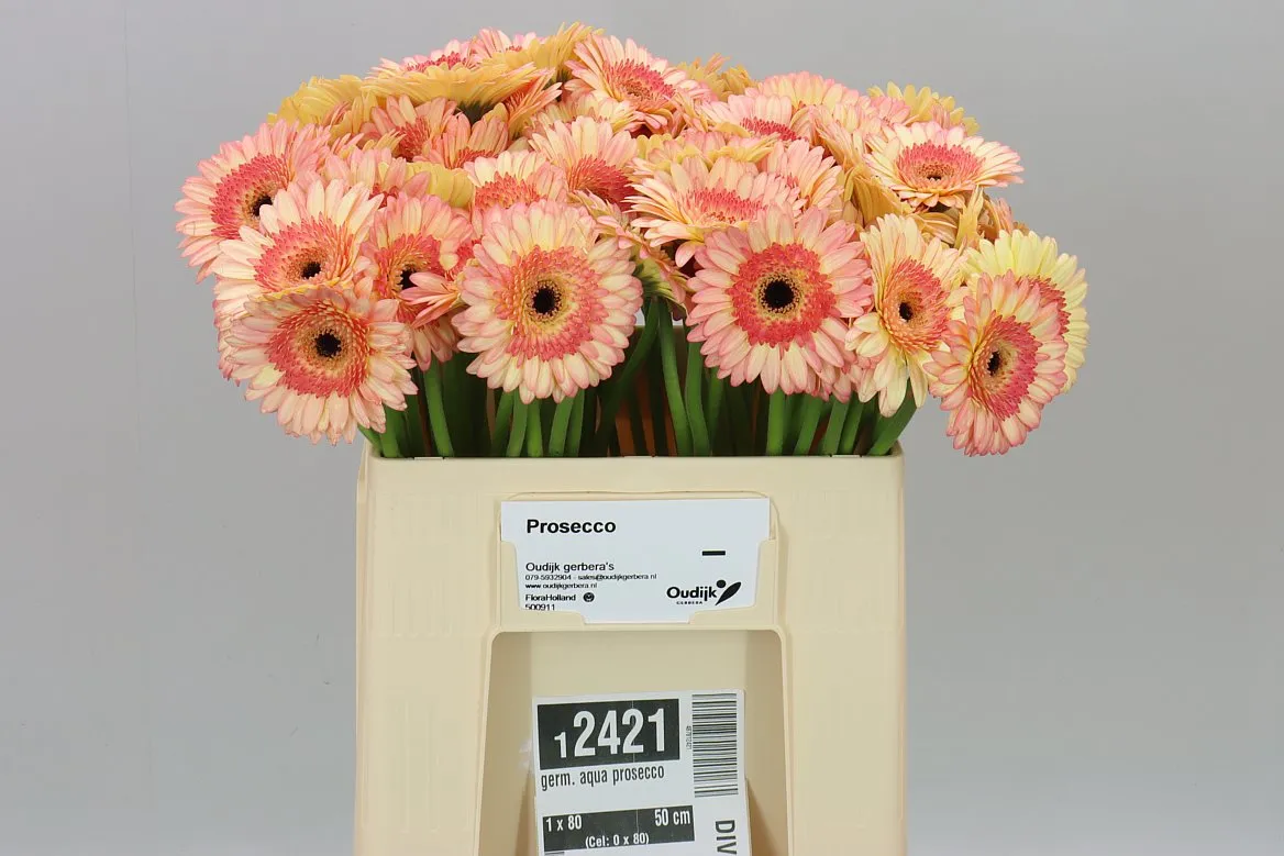 Germ. Aqua Prosecco • 50 cm