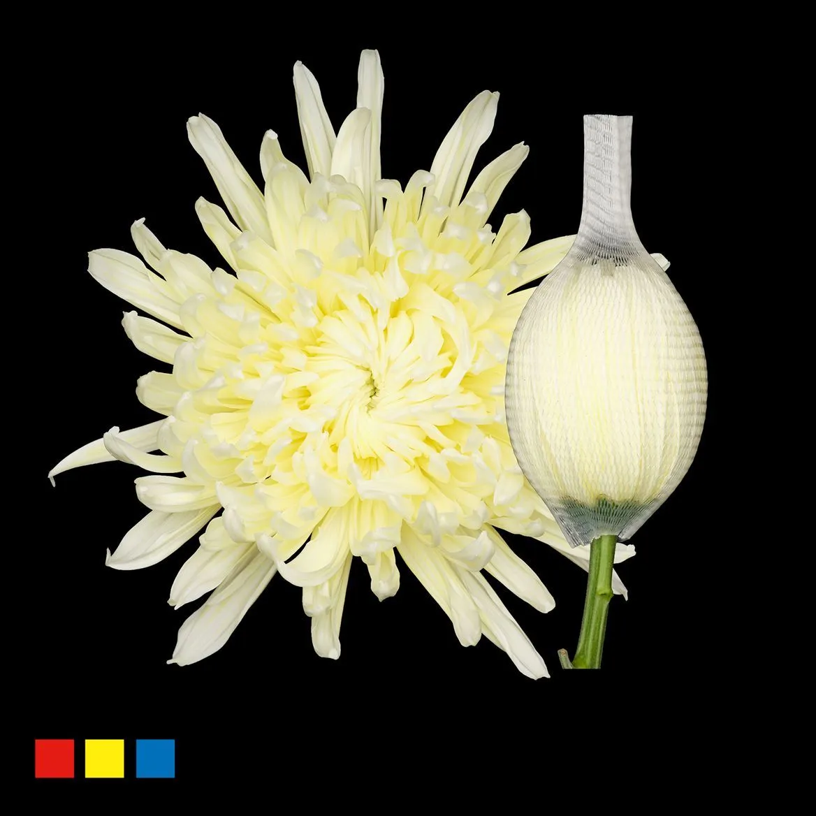 Chryzantéma veľkokvetá Stravina Pastel Yellow • 70 cm